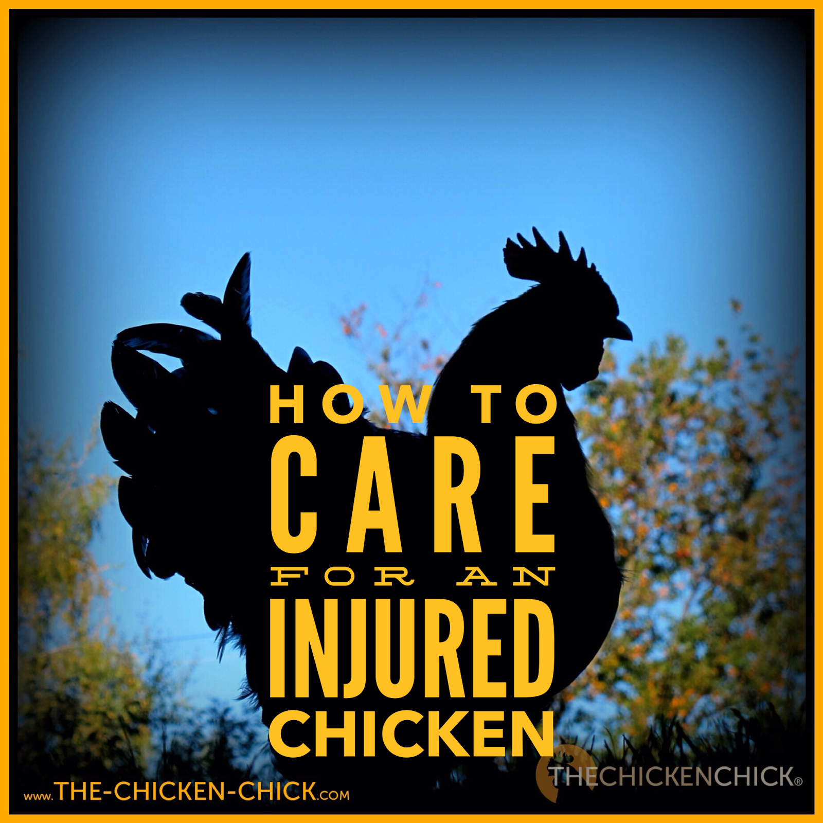 How to Care for an Injured Chicken The Chicken Chick®