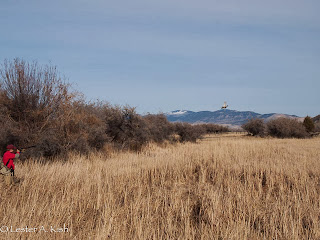 A short tailed rooster makes its exit. Hunter lines up on a pheasant in flight