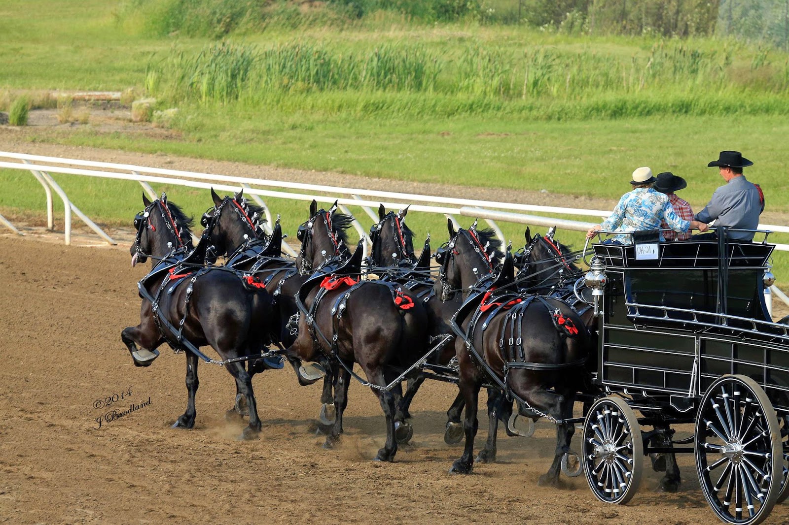 Eaglesfield Percherons North American Six Horse Hitch Classic Series
