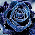 Beautiful Blue Roses Flowers Free Download Wallpaper (1024 x 715 )