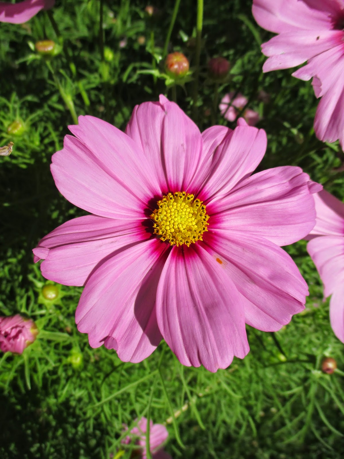 Rotary Botanical Gardens Hort Blog Cosmos Shades of Pink