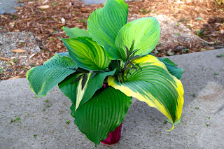 Is It Safe To Plant Flowers Now - When Is It Safe To Plant Flowers Outside