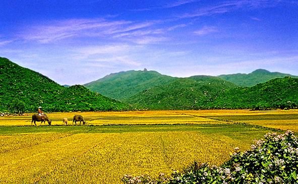 Image result for nui ba binh dinh