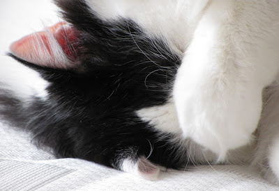 comment faire se rencontrer 2 chats
