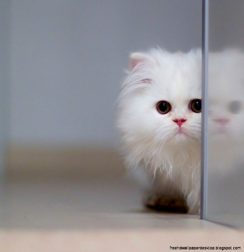 Persian Kitten Photo HD wallpaper 1680x1050 Sweet White Persian Kitten Persian Kitten Photo HD wallpaper 1680x1050 Sweet White Persian Kitten
