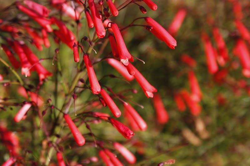 Deserts and Beyond Red bell flowersOur World Tuesday112911