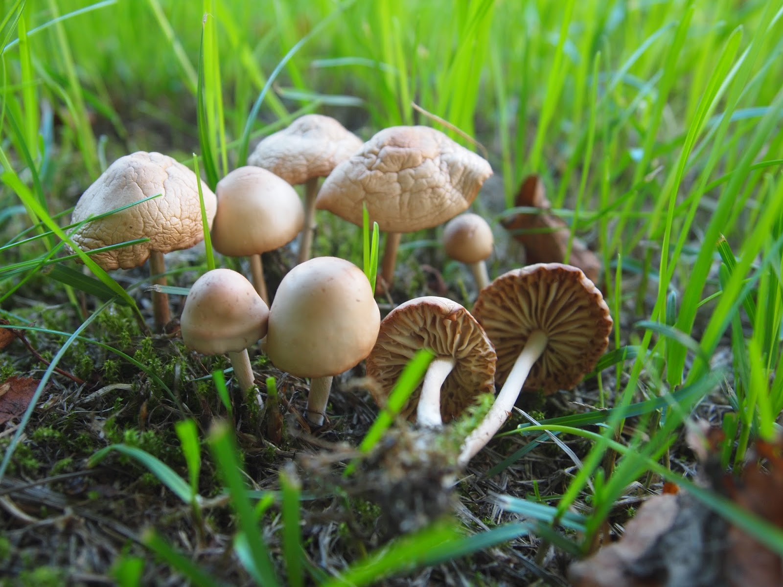 Calderdale Fungi Halifax Scientific Society Mycology Section Fairy Ring Champignon 040813