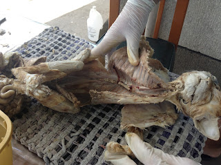 Comparative Vertebrate Anatomy: Cat Dissection (Primer)