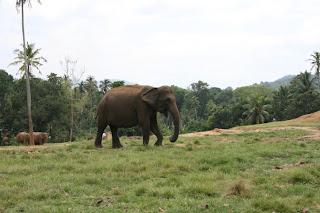 Eléphants Pinnawela Sri Lanka