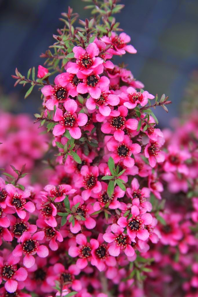 Future Plants By Randy Stewart Pieris