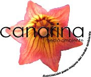 Canarina