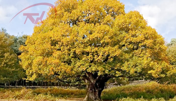 Ứng dụng của gỗ sồi trắng