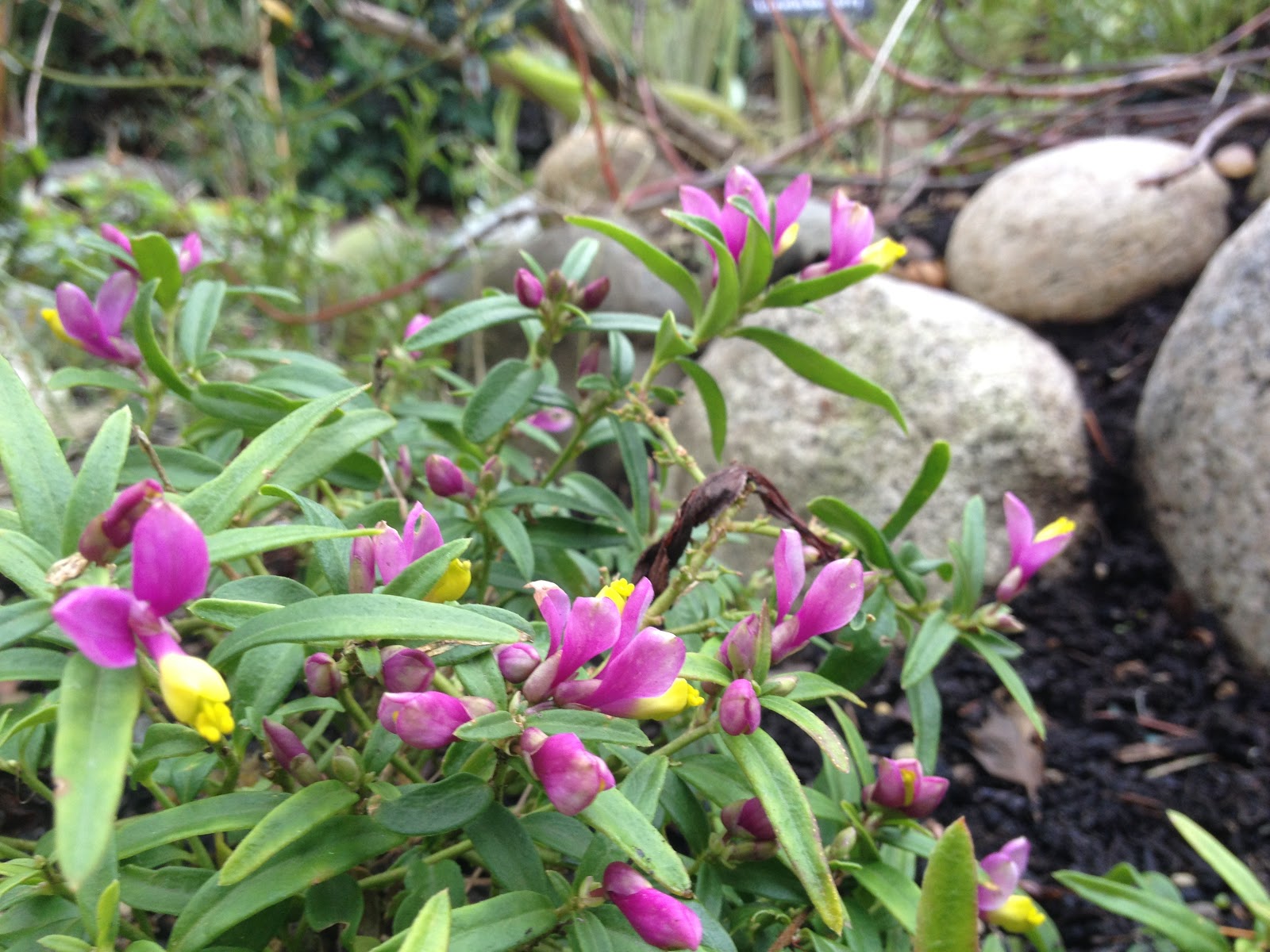 Garden Geeks Big Leaf Hydrangea