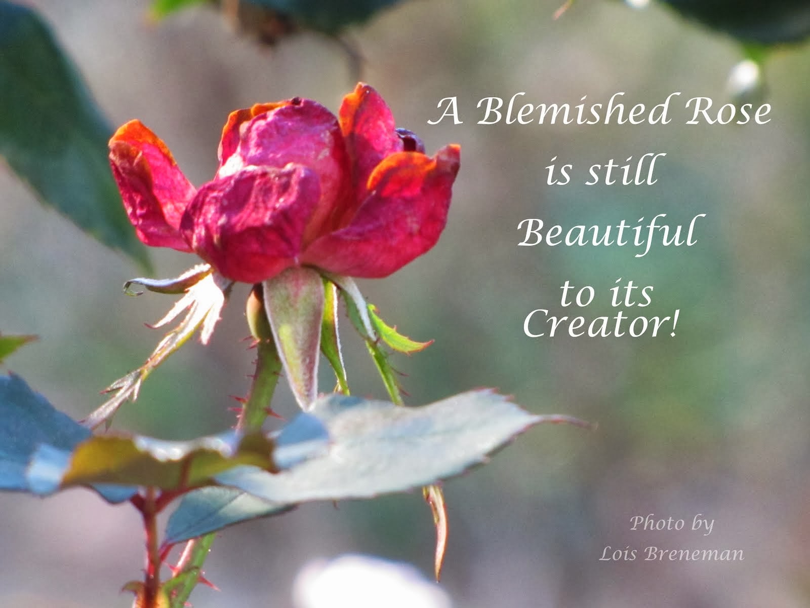 Blemished Rose