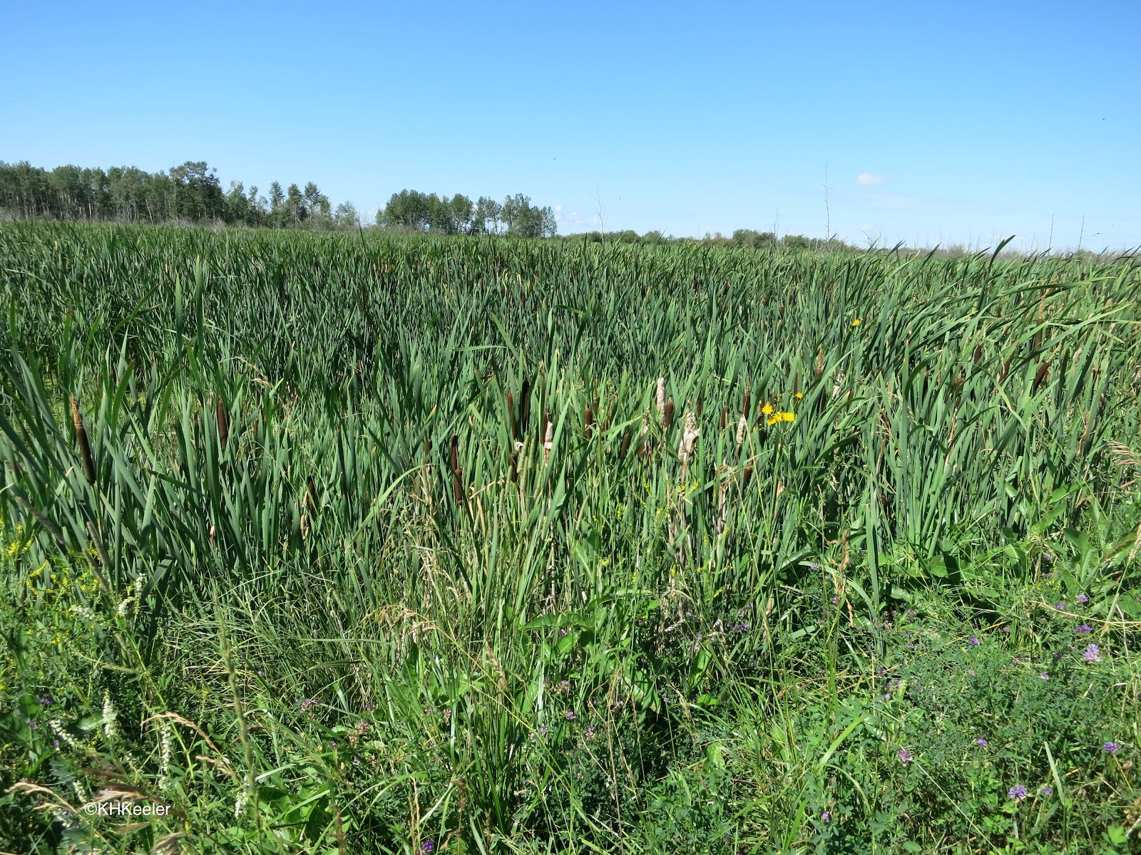 A Wandering Botanist Visiting AlbertaCattail Marshes and Flyways