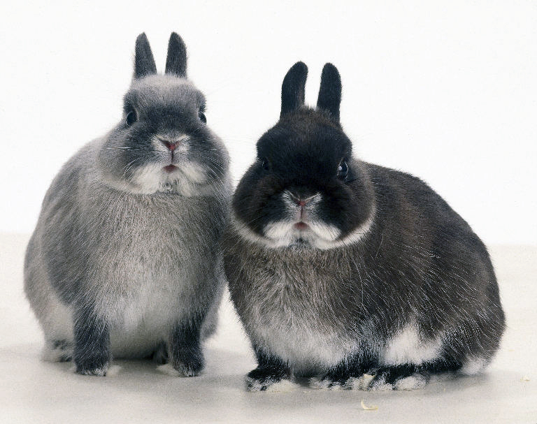 netherland dwarf rabbits colours netherland dwarf rabbits colours