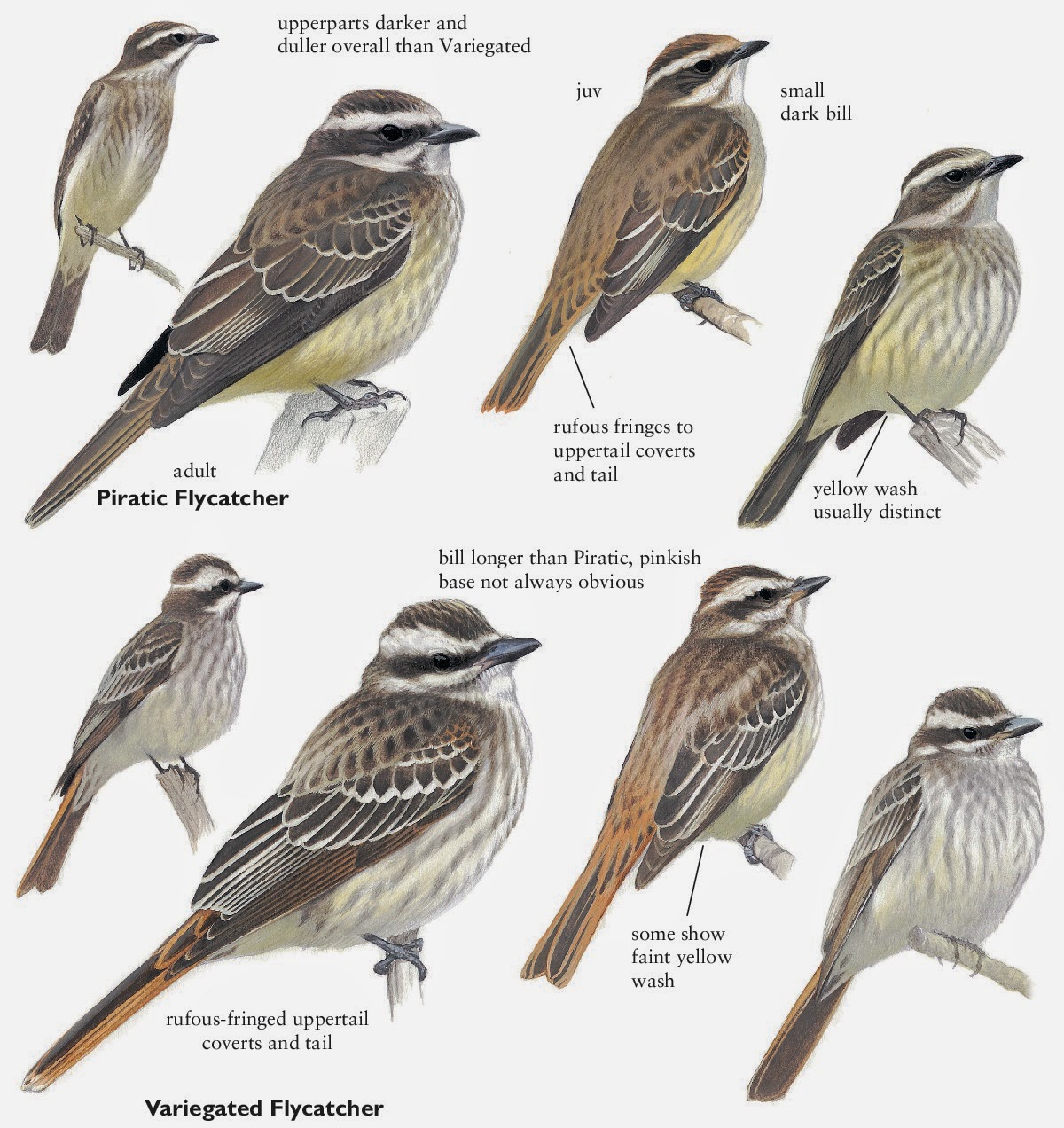 birds of america book review birds of america book review