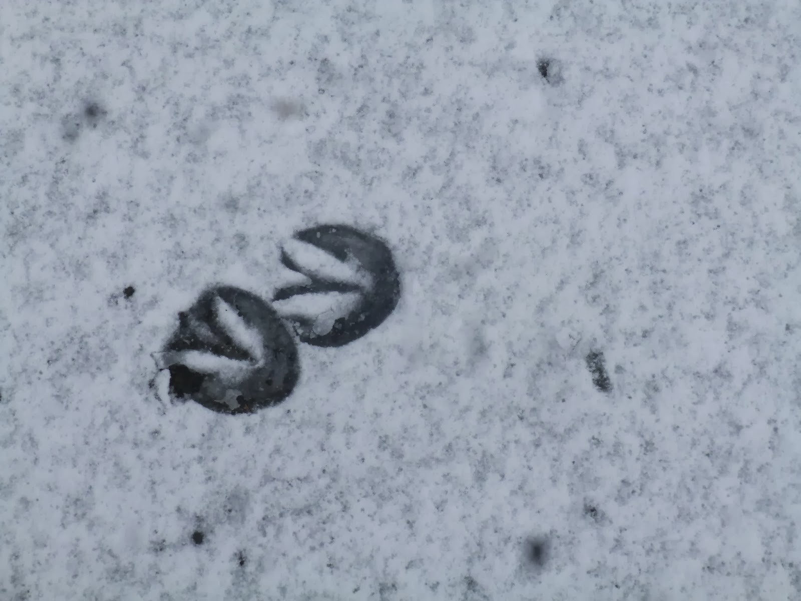 Rockley Farm Hoof prints in the snow