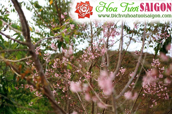 [Image: Hoa-mai-anh-dao-khoe-sac-o-cung-duong-deo-Da-Lat-8.jpg]