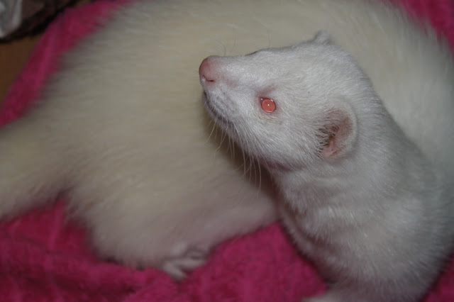 fretti+ferret