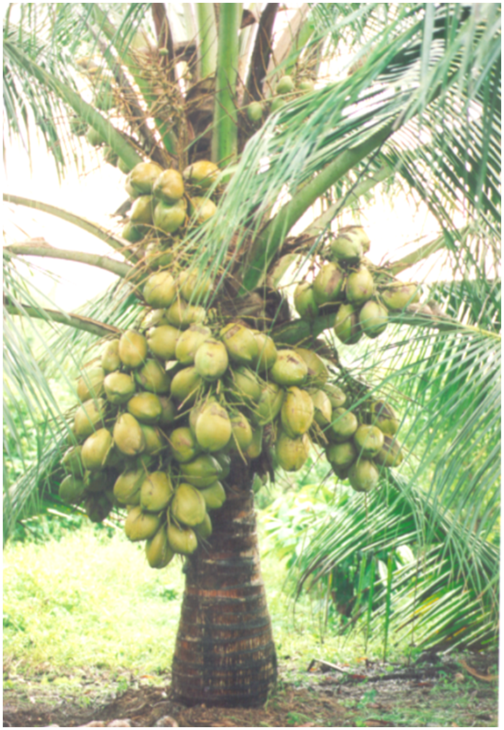 The Basics of Starting a New Coconut Plantation