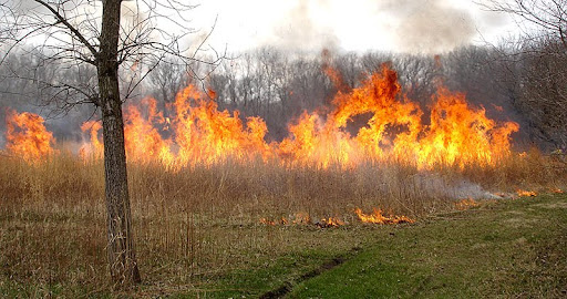 Prescribed burn (photo by Rachel Smith) Prescribed burn (photo by Rachel Smith)