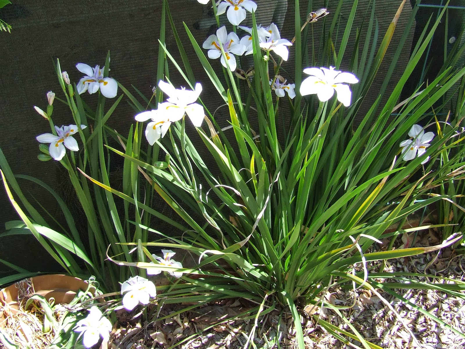 African iris Palms and plants Pinterest Irises and Africans
