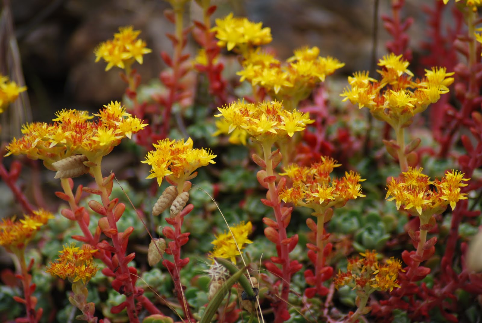 Native plants of Northern California