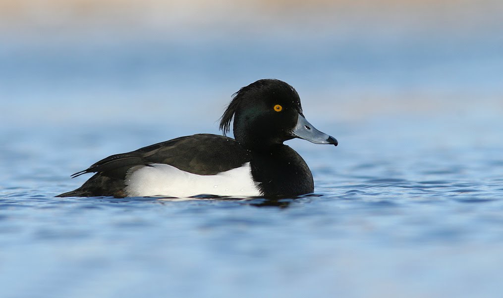 Ring Billed Duck