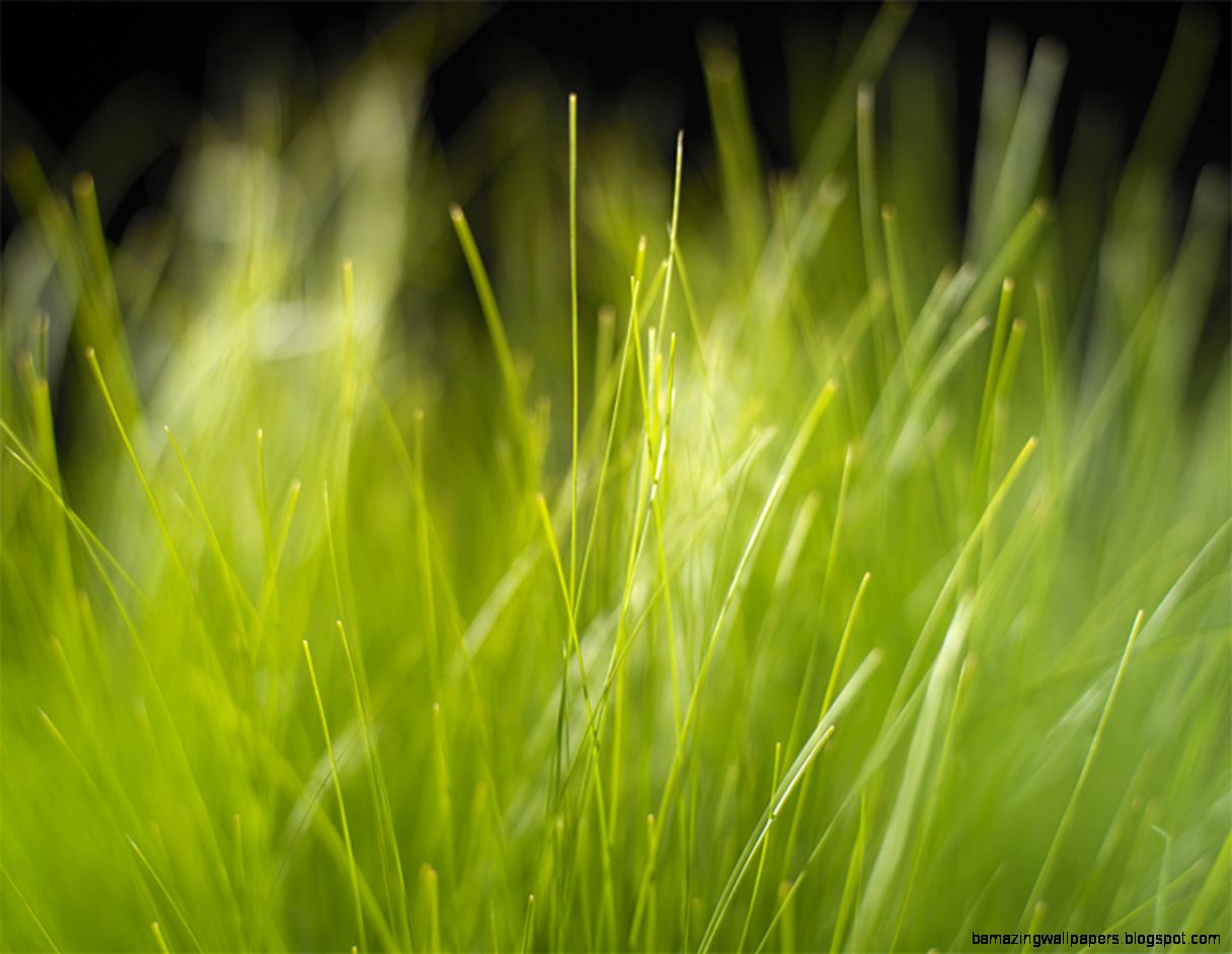 Windows Vista Wallpaper Collection 40 Windows Vista Wallpaper Collection 40
