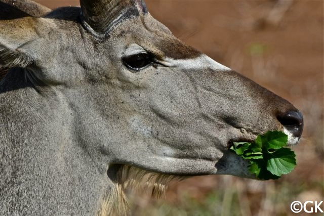 Kudu (Tragelaphus strepsiceros) genießt das frische Grün.