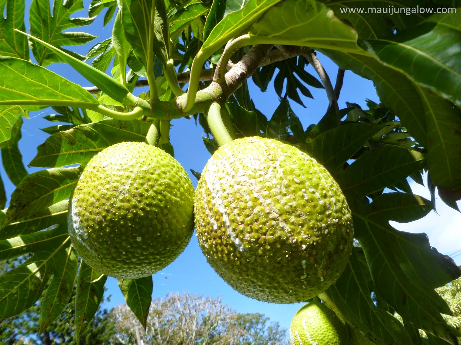 Maui Jungalow Ulu (Hawaiian for Breadfruit, the Tree of Plenty)