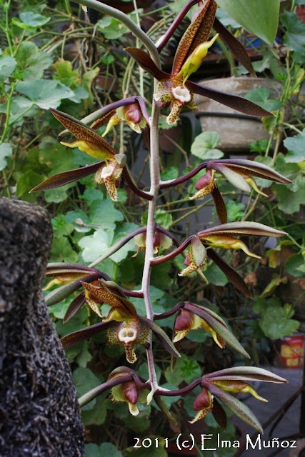 Catasetum saccatum