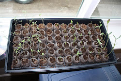 Starting From Seeds