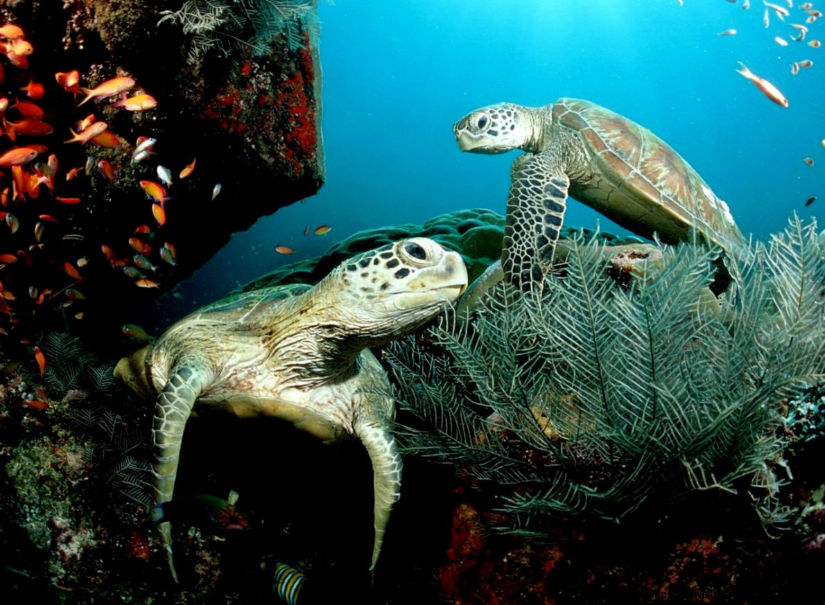 Green Sea Turtle id 111746 Green Sea Turtle id 111746