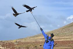 Caracara  - young and curious