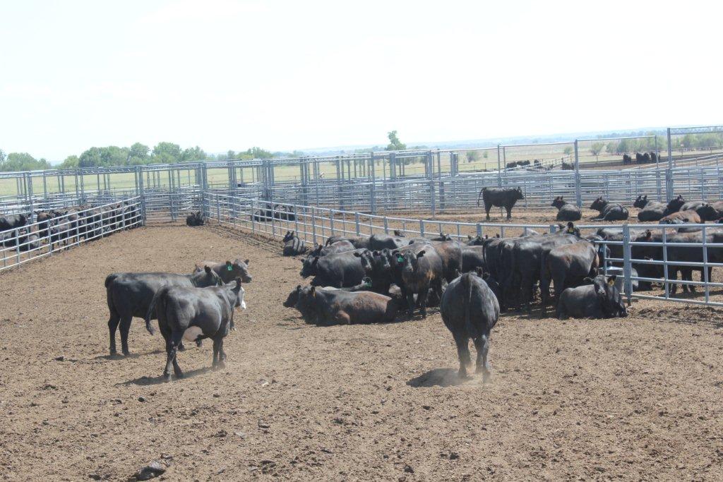 Rob Cook From Oklahoma to Kansas