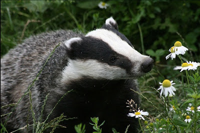 Badger sniffing some daisies