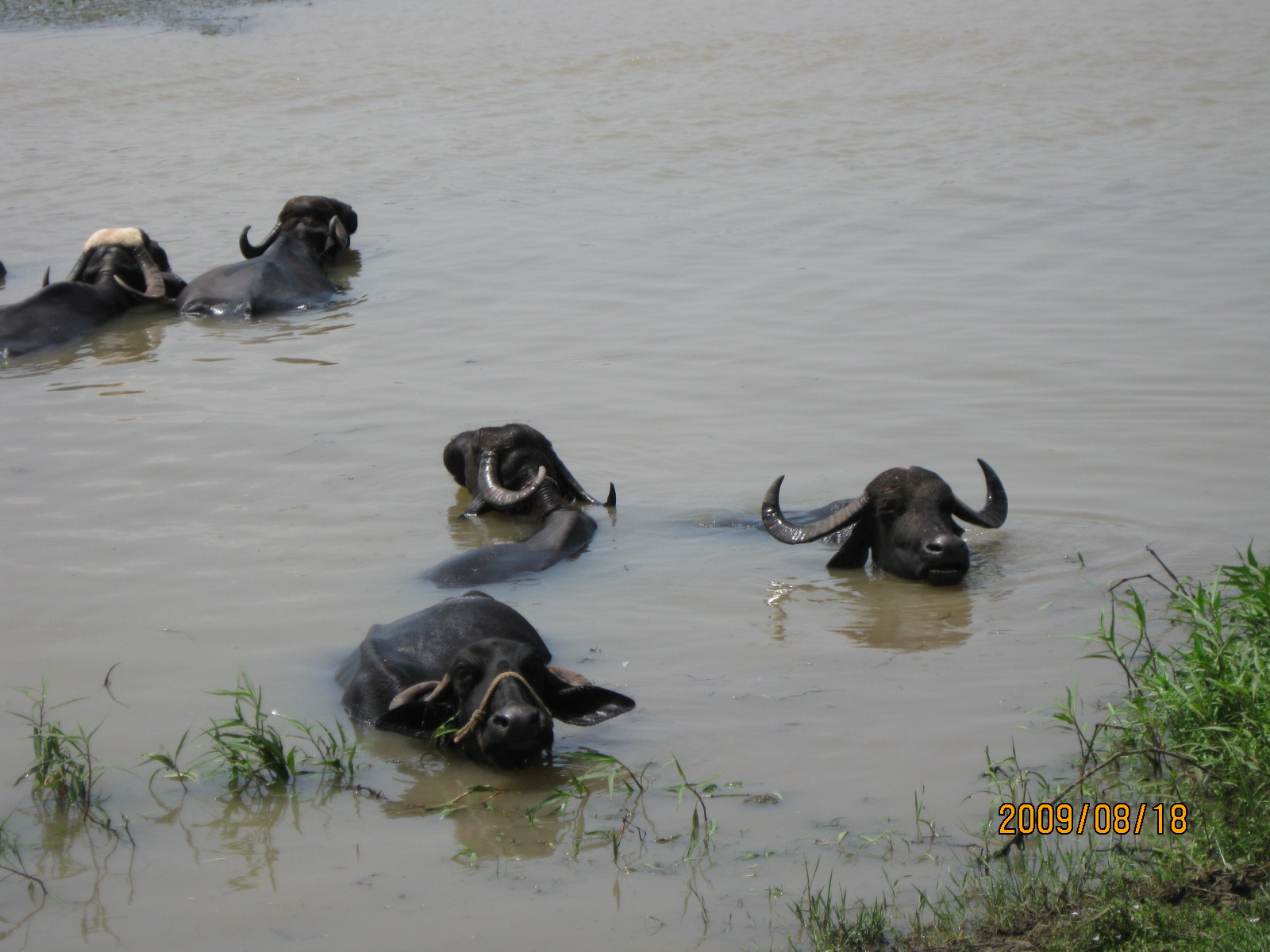 Vacas tomando un baño en el Río Narmada.