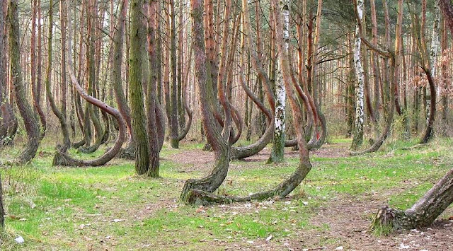 صـــــور : غابة الأشجار المعقوفة في بولندا ... لغز حير العلماء لسنين Crooked+forest+gryfino+poland+2