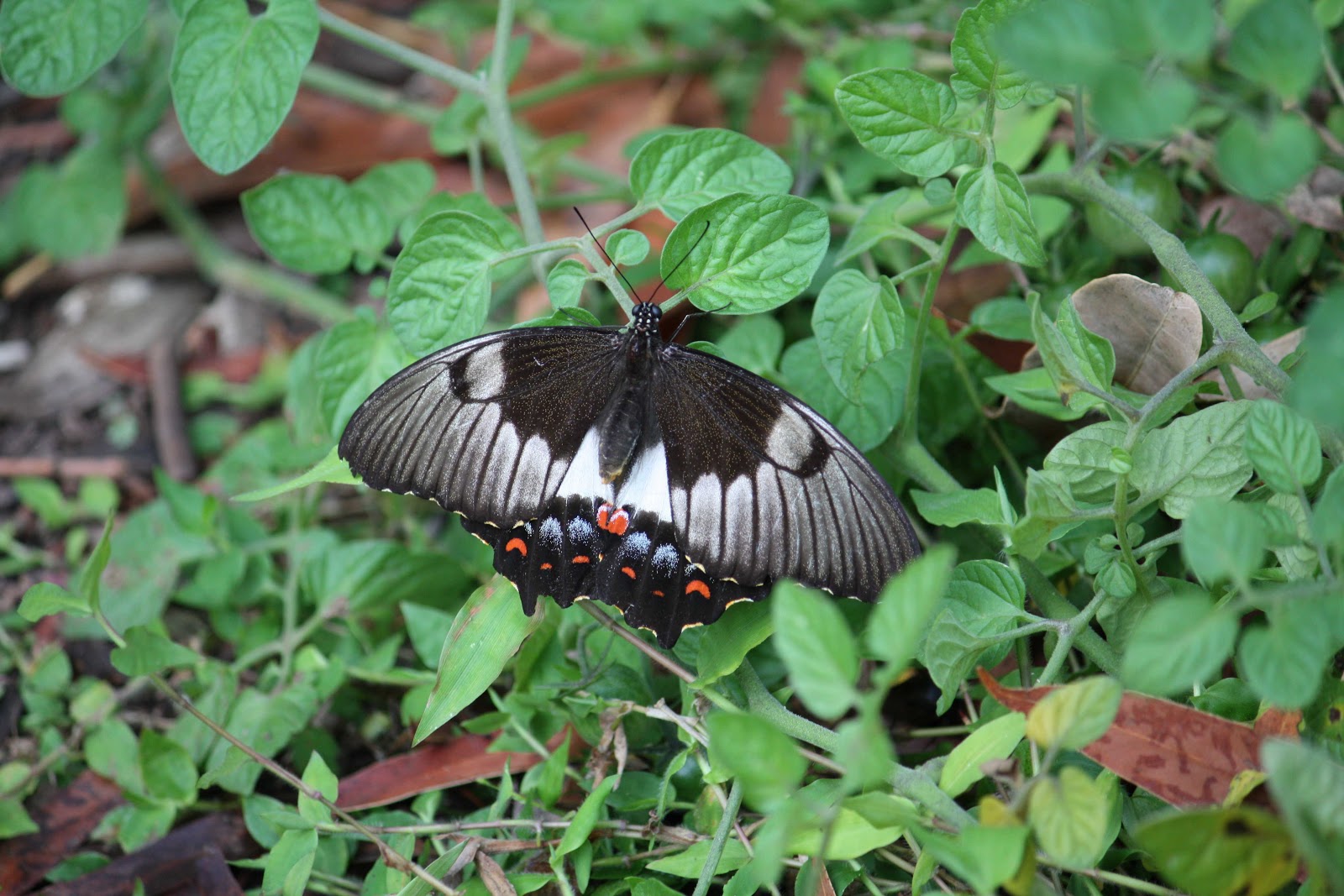 Growing Illawarra Natives Try growing plants to attract butterflies
