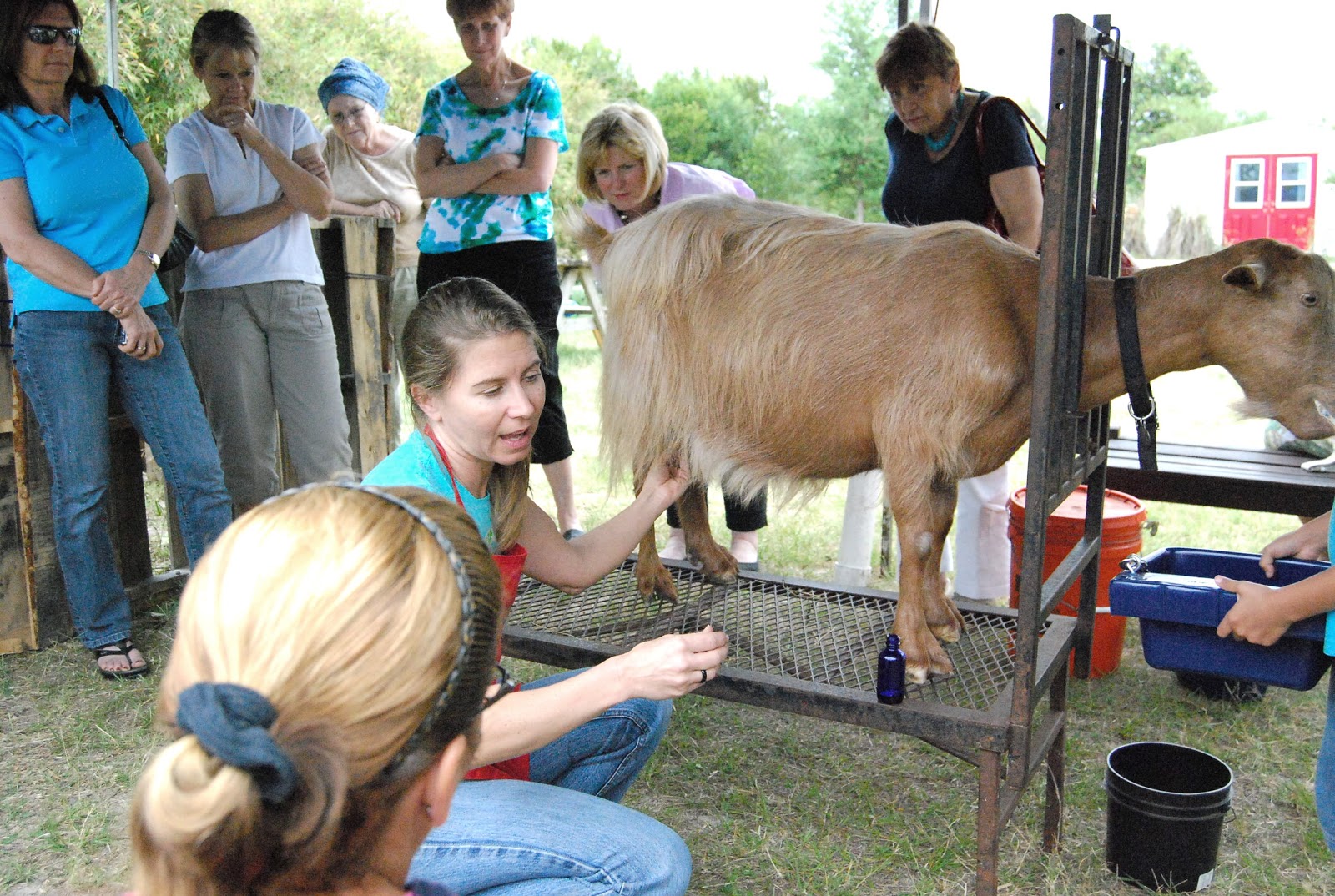 Helen A. Lockey Why You Should Own A Dairy Goat with Christine Abbey