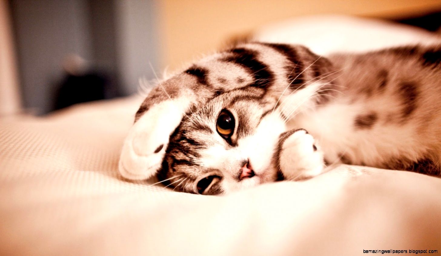 Funny And Cute Cats 28 Hd Wallpaper Funny And Cute Cats 28 Hd Wallpaper