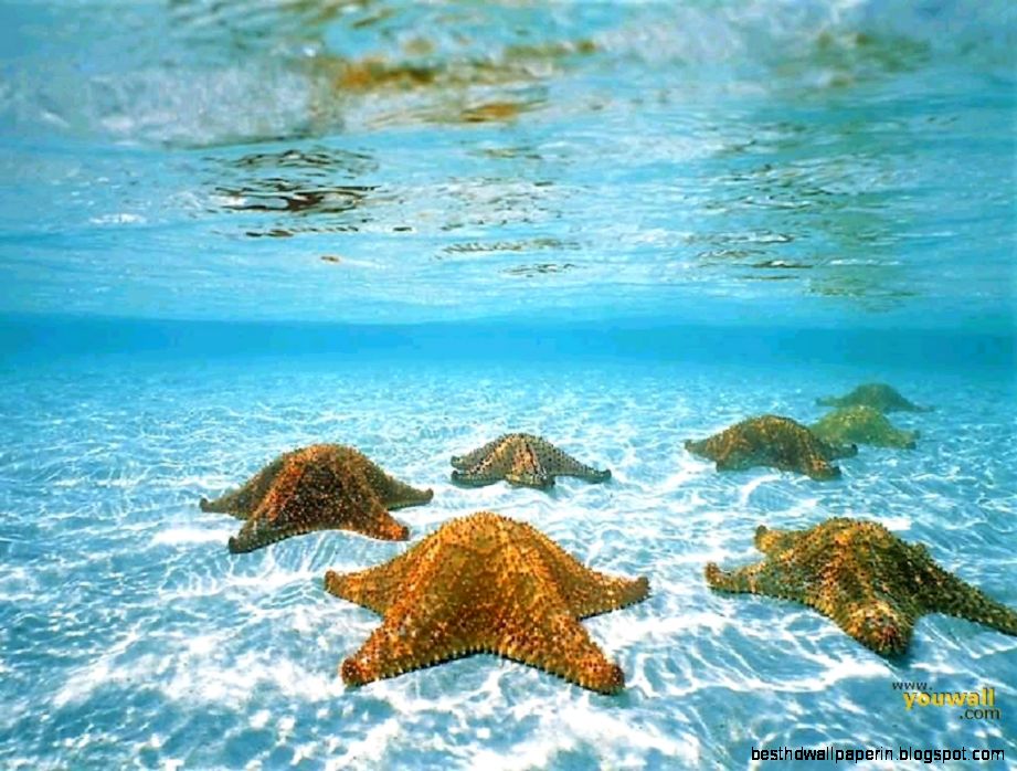 42 Under The Sea Wallpapers 42 Under The Sea Wallpapers