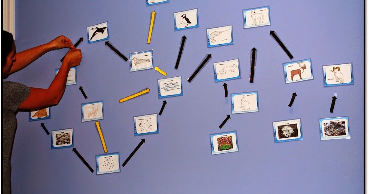 Nitty Gritty Science Arctic Food  An Interactive Ecology Lesson