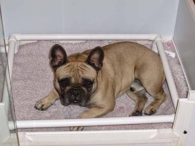 French bulldog in a whelping box