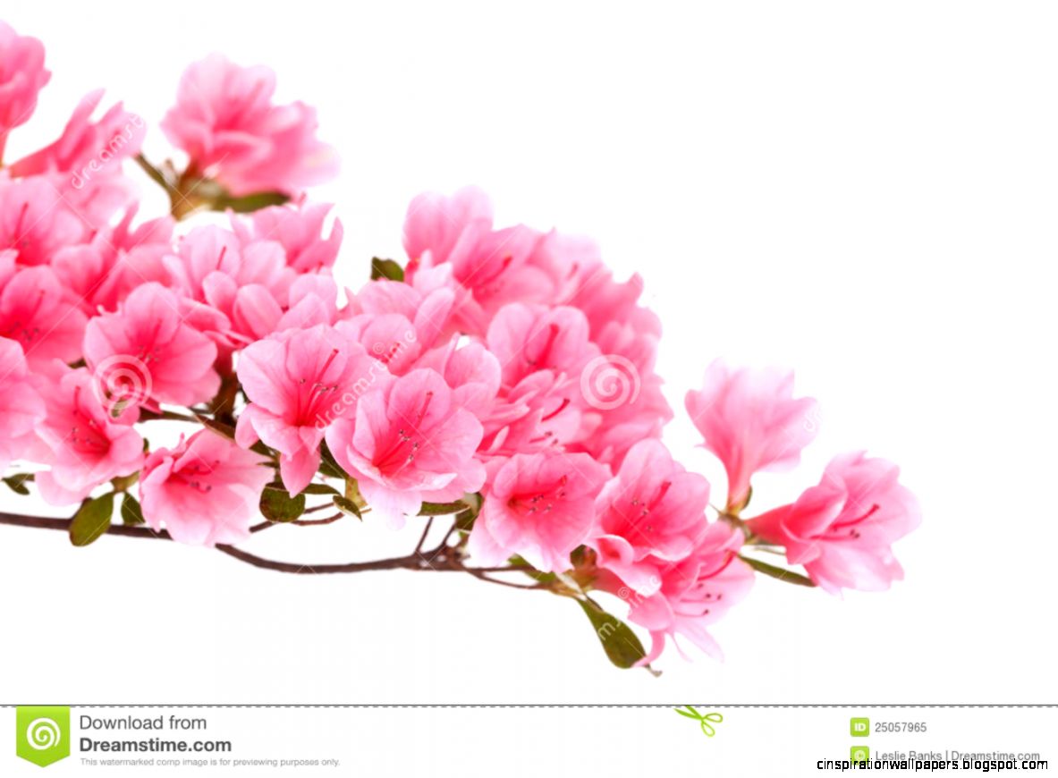 Pink Azalea Flowers Royalty Free Stock Photo   Image 25057965 Pink Azalea Flowers Royalty Free Stock Photo   Image 25057965