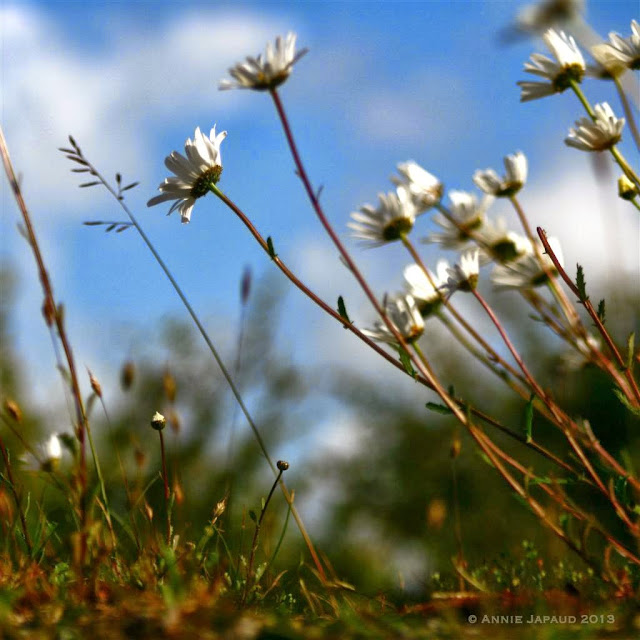 daisy ruin, Oughterard © Annie Japaud Photography  