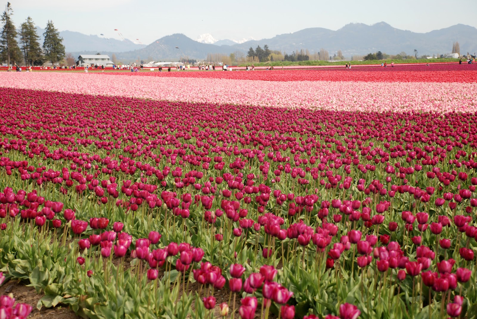 The Skagit Valley Tulip Festival in Mt. Vernon, WA