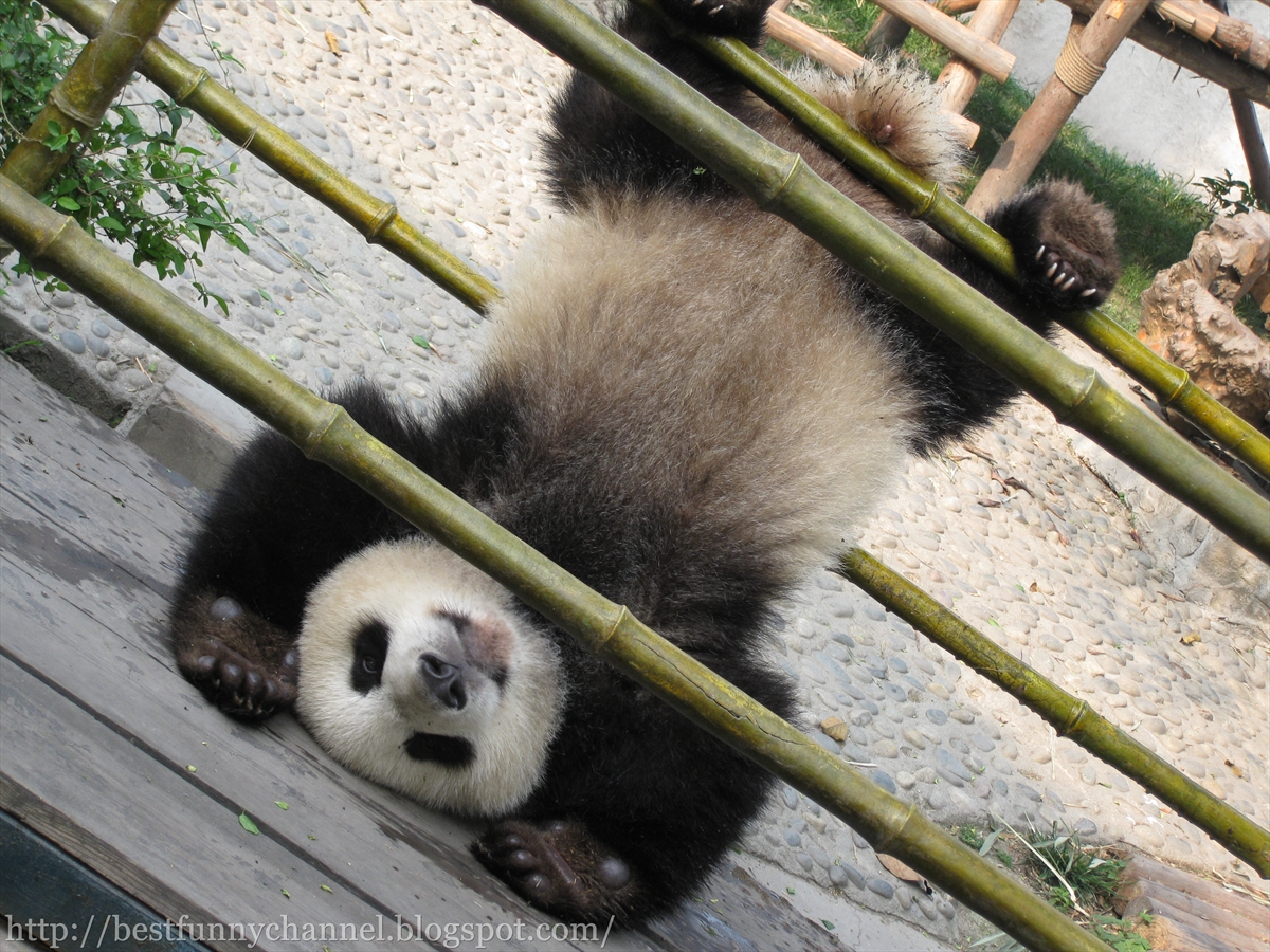 Cute and funny pictures of animals 68. Pandas 8
